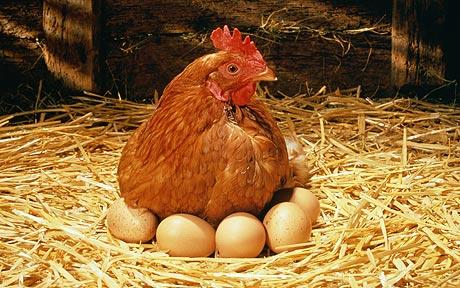 Chicken Hens Laying Eggs